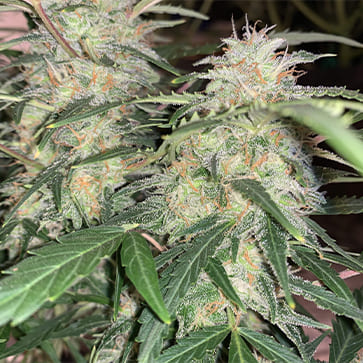 Насіння конопель Auto Critical Feminised Silver